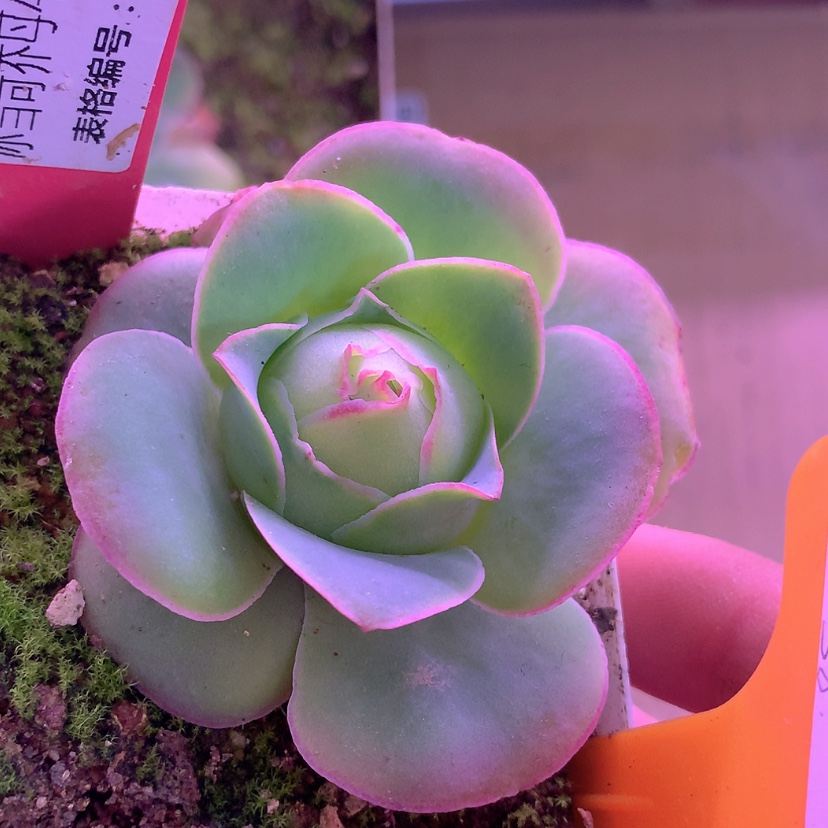 【闪购商品】yjj248冰雪后裔