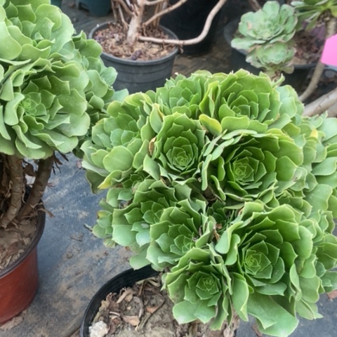 绿羊绒多肉植物075