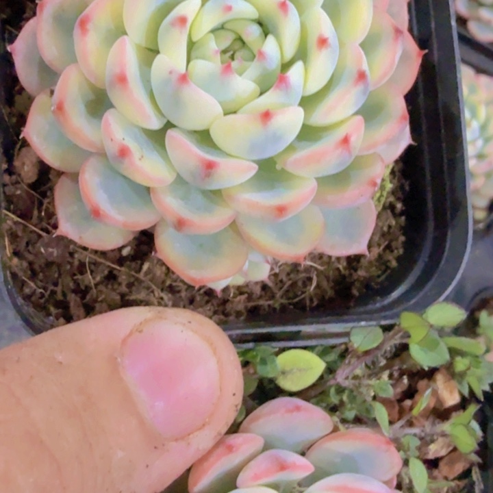 姬莲锦王炸一颗新品