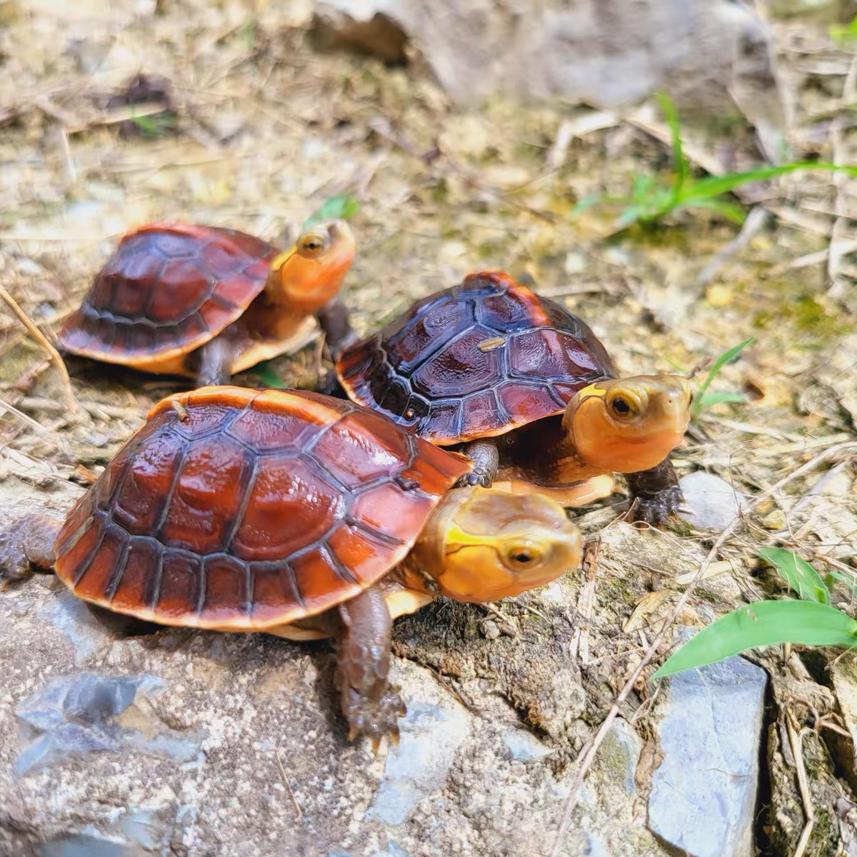半水缘闭壳龟台缘黄缘龟高背安缘高背缘高背安缘
