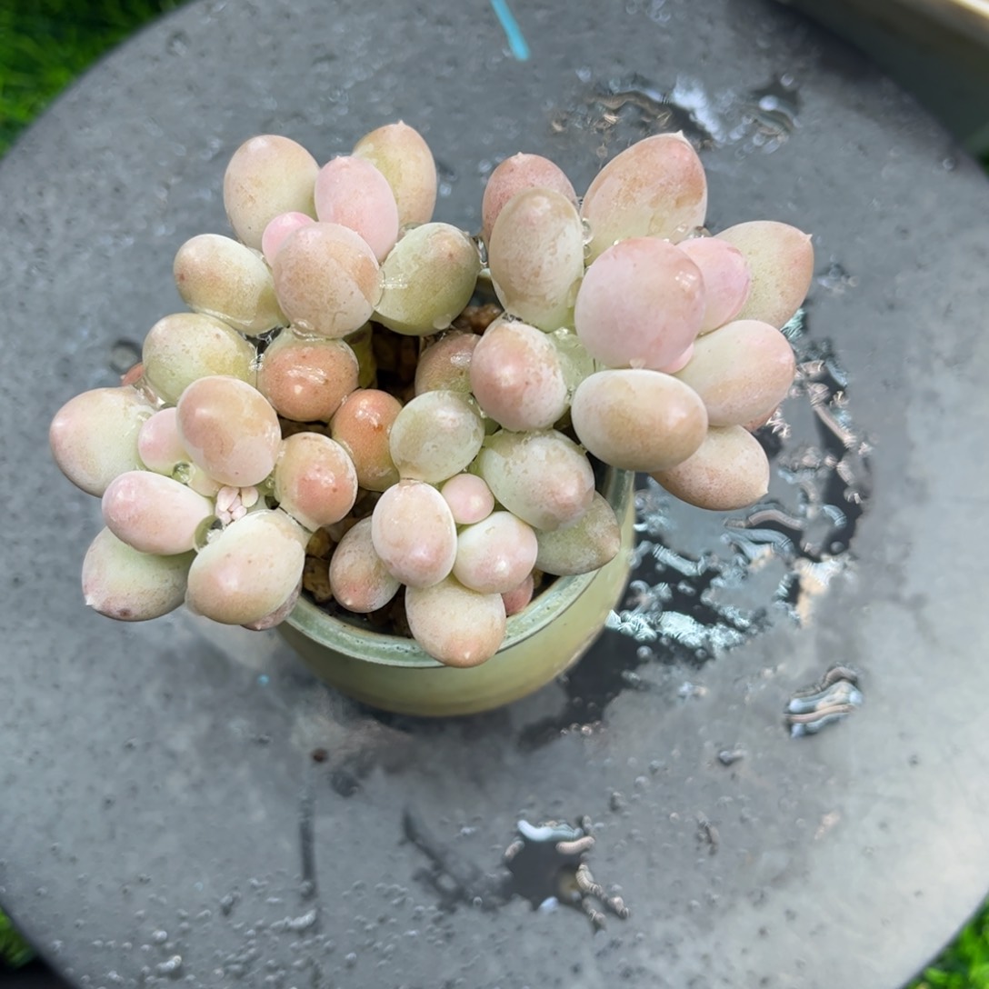 汉堡奶老桩一物一拍