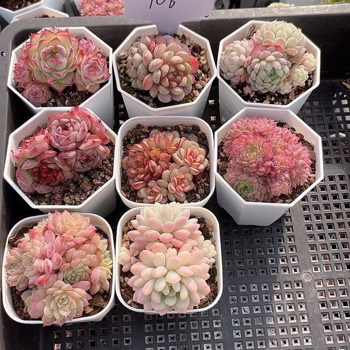 薇薇安园艺多肉106