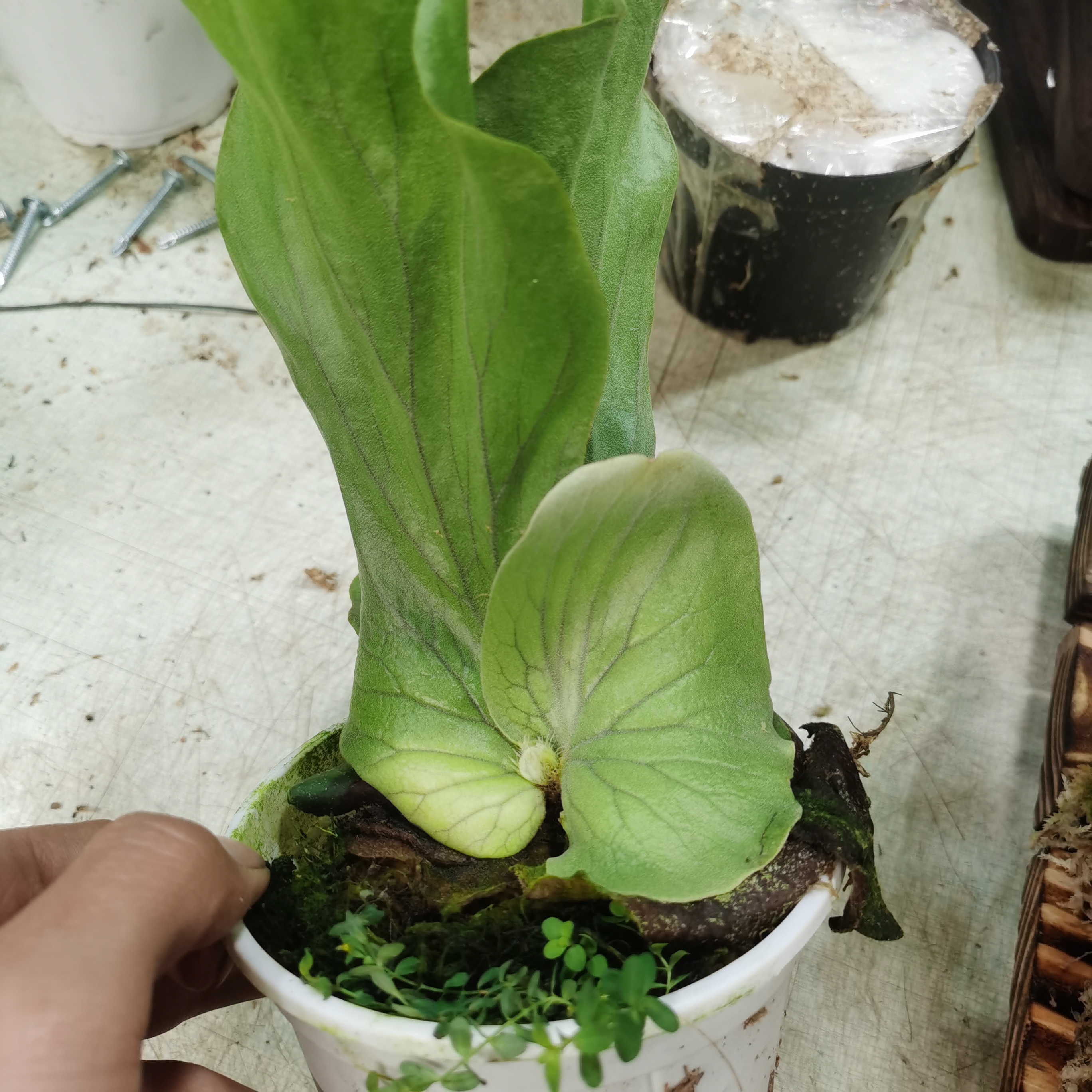 110#象耳鹿角蕨盆栽板植象耳