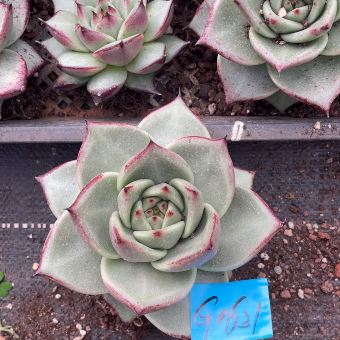 吕***和多肉植物多肉植物0631