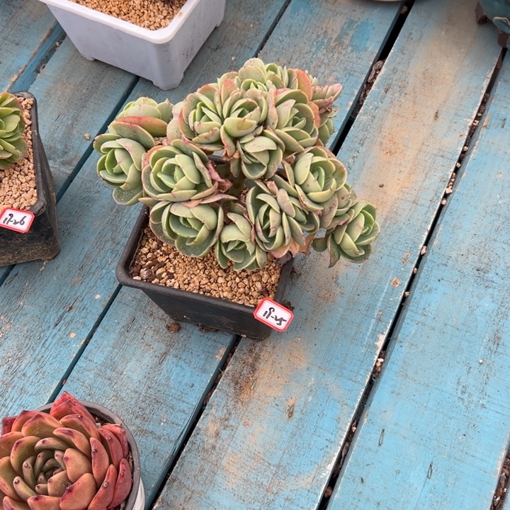 精品多肉植物老桩鸡蛋碧桃缀