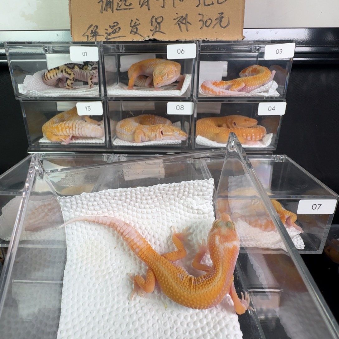 豹纹守宫无纹暴龙弟弟