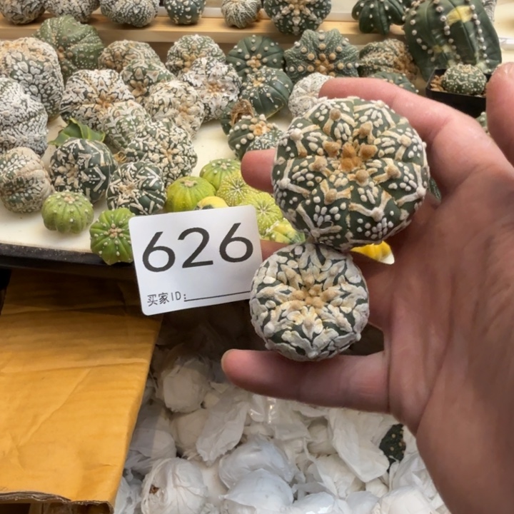 兜星球哦仙人球626号