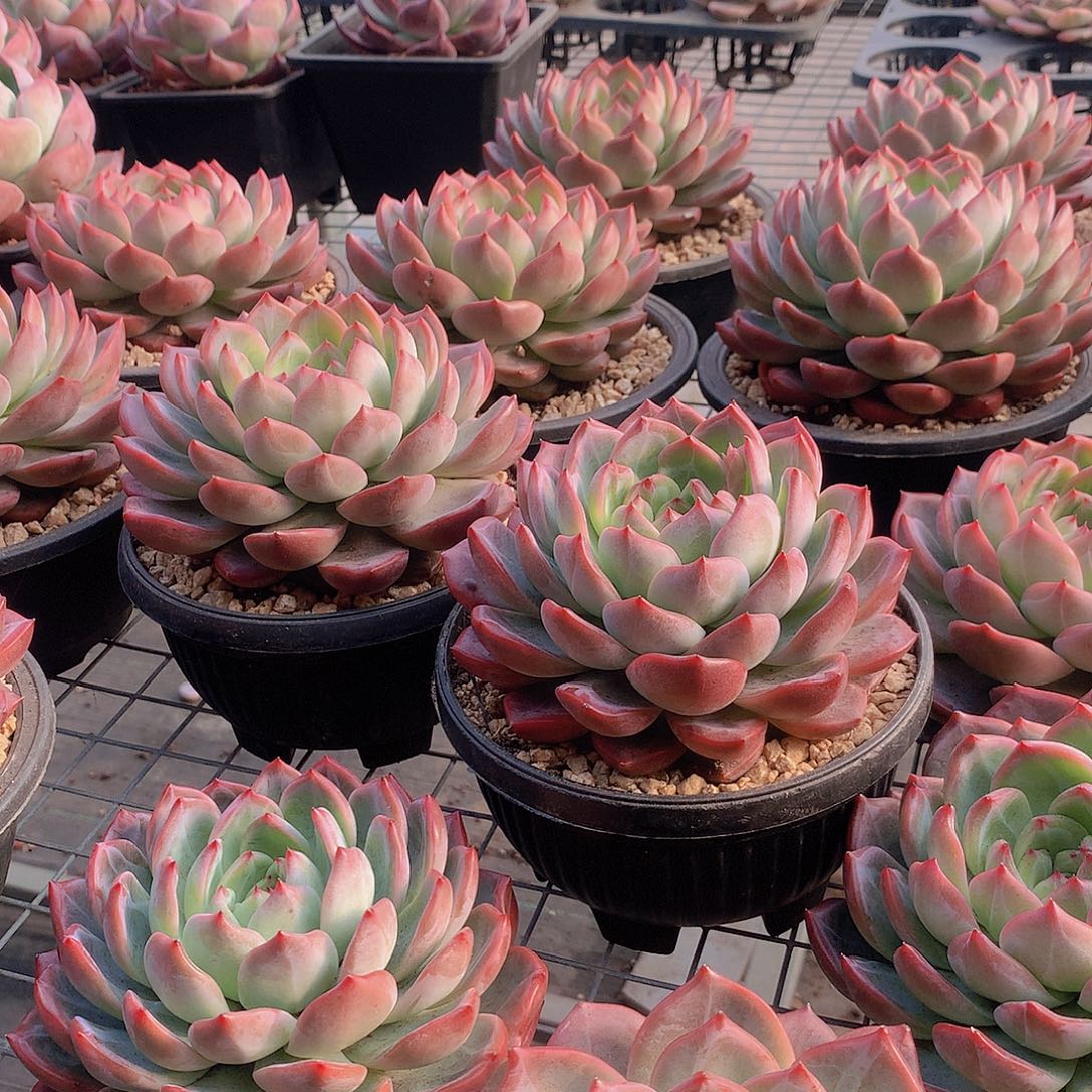 大号红鸾000000000000000000