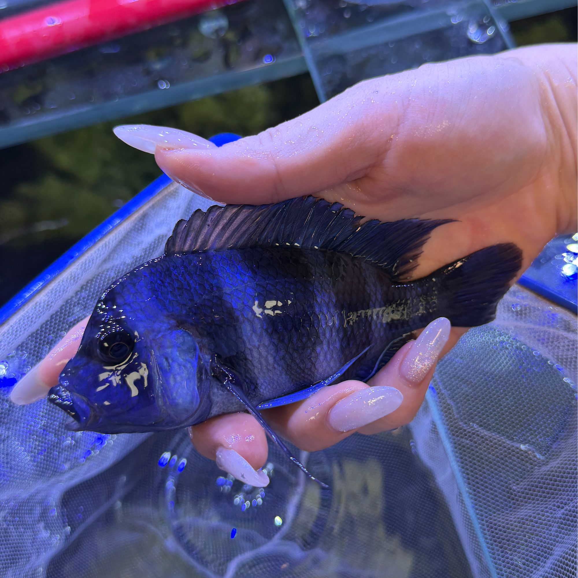 野生萨伊蓝-淡水观赏鱼 