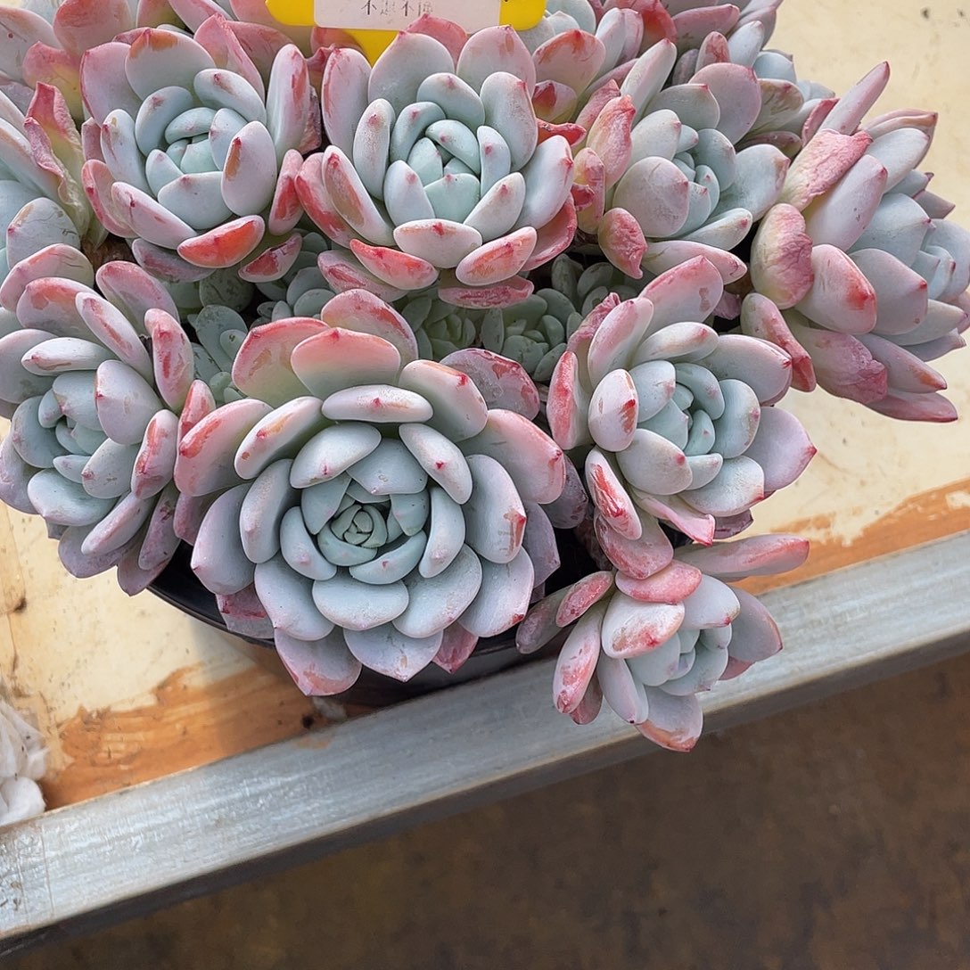 大***头圆叶冷香多肉2677号