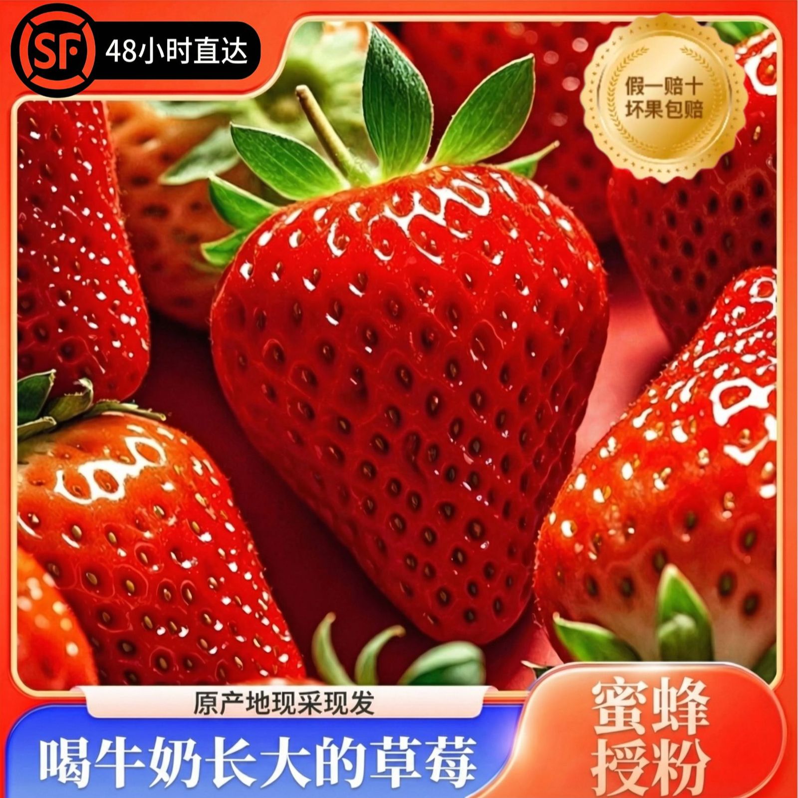 [牛奶草莓黑金礼盒]正宗丹东九九红颜奶油草莓产地现采摘空运包邮