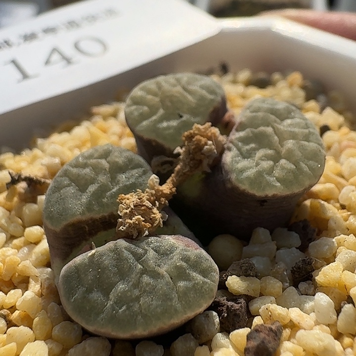 140 雪花磁铁肉锥。  