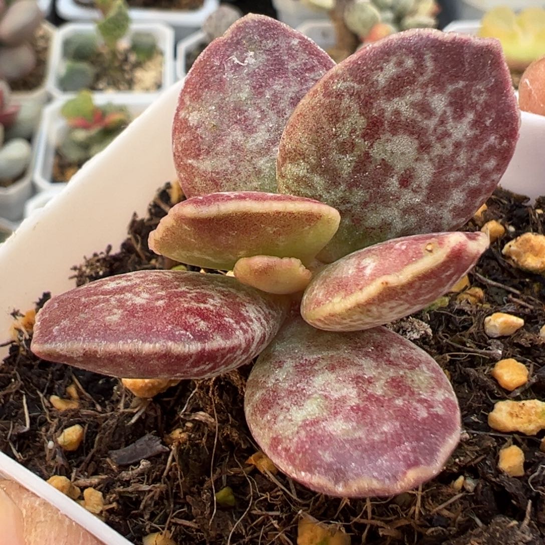 厚叶红舒缇鲜艳款