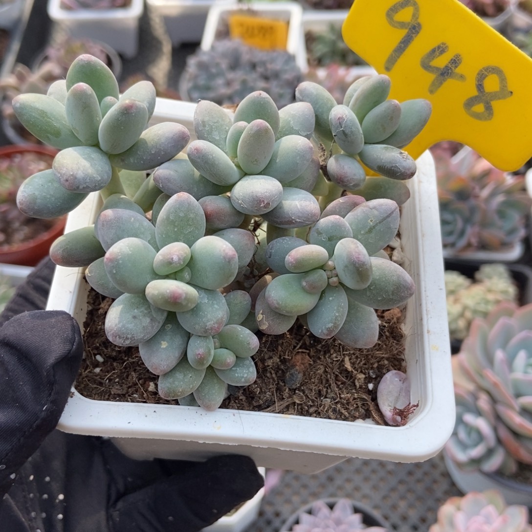 948苹果奶多肉植物
