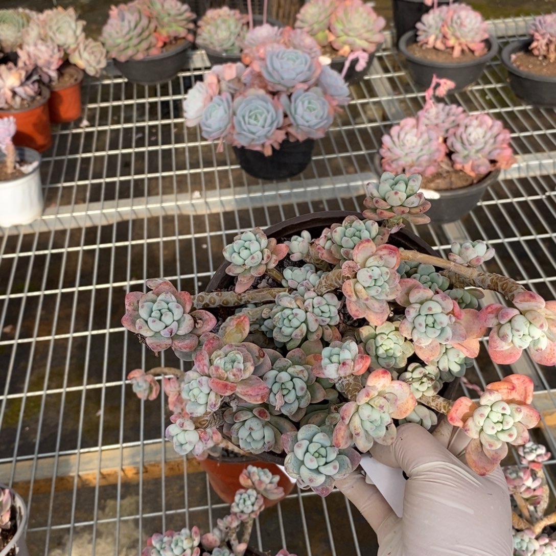 681劳尔整桩一物一拍