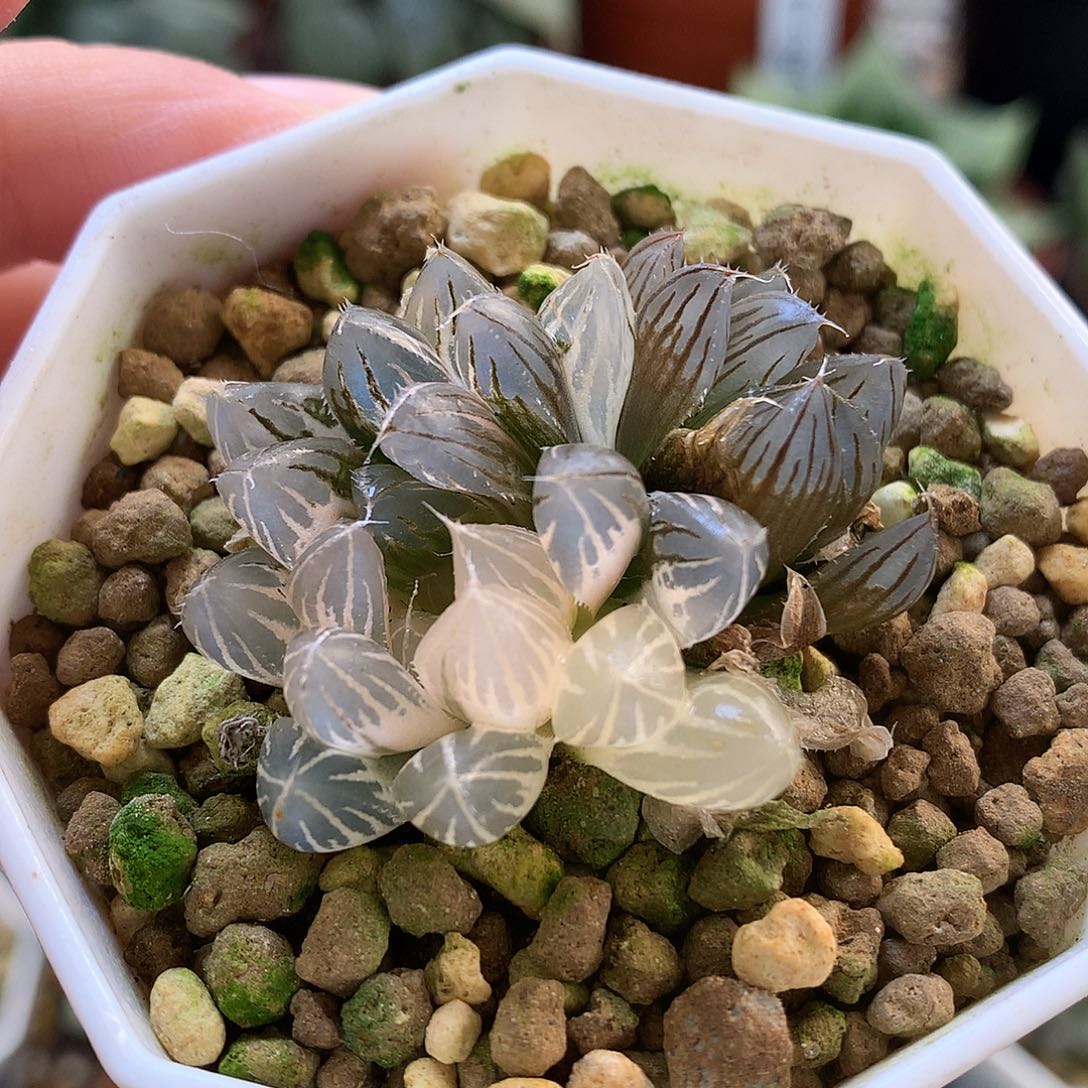 霓虹灯玉露锦带盆土发货