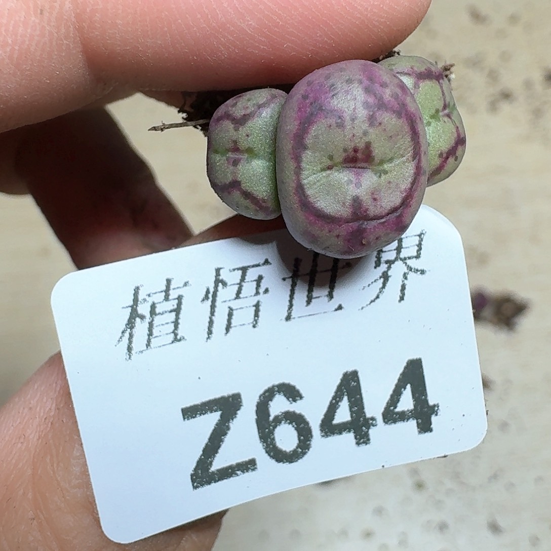 644盒多肉植物哇c c