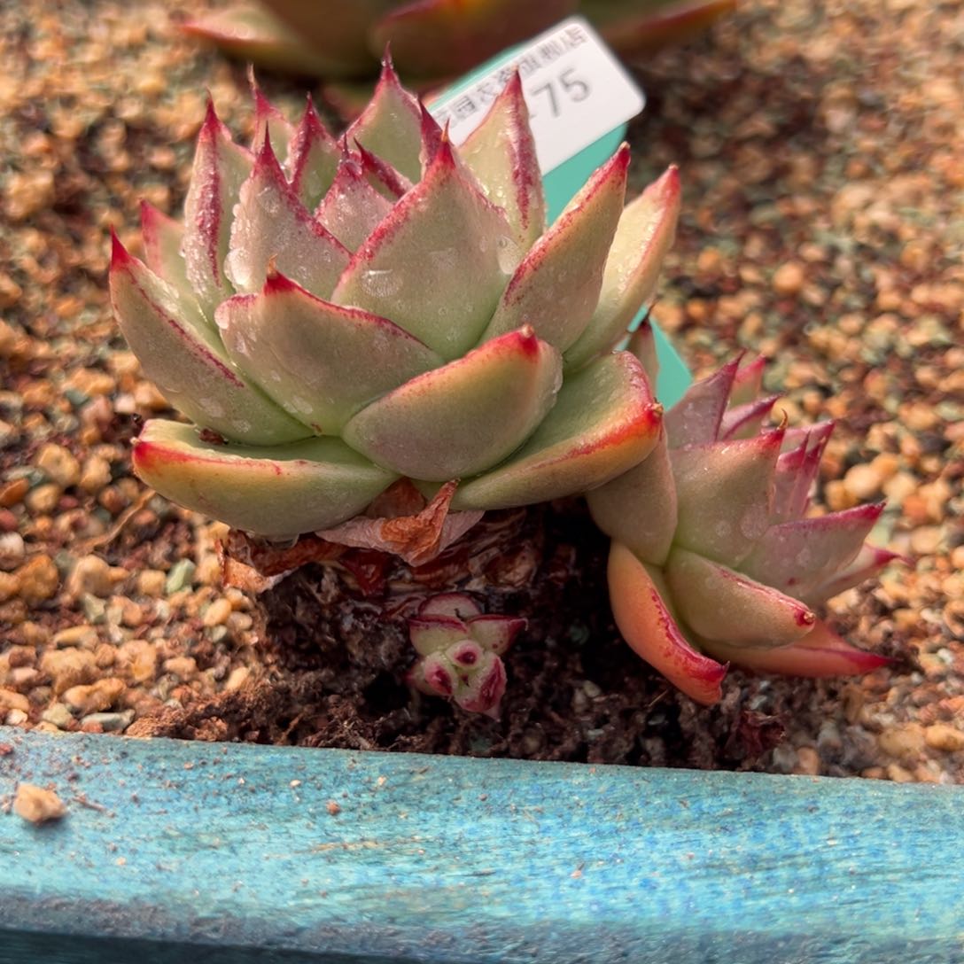 从前慢多肉精选编号0124.75