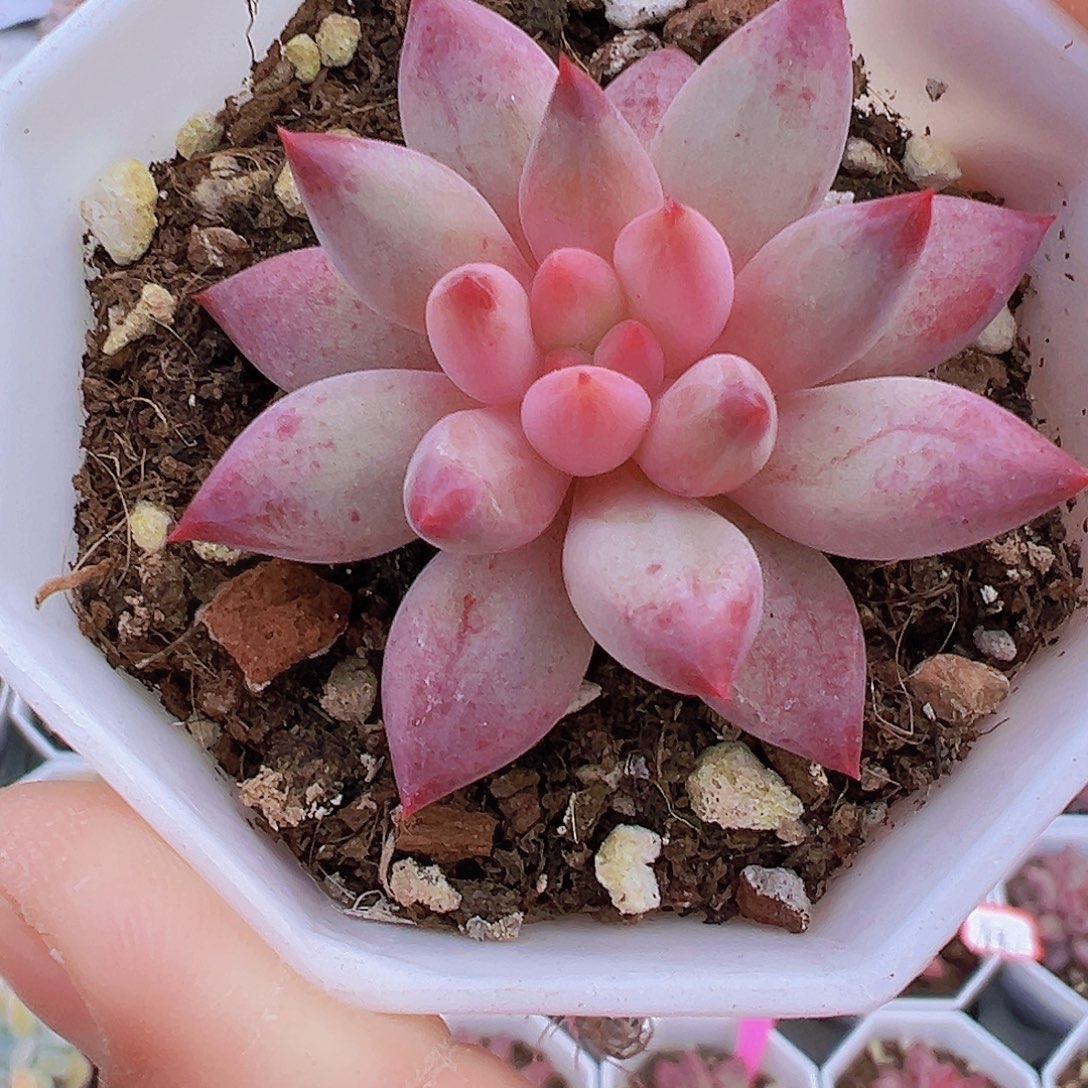 状态虞美人19包邮多肉