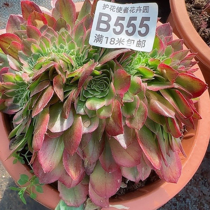 多肉法师海王缀化