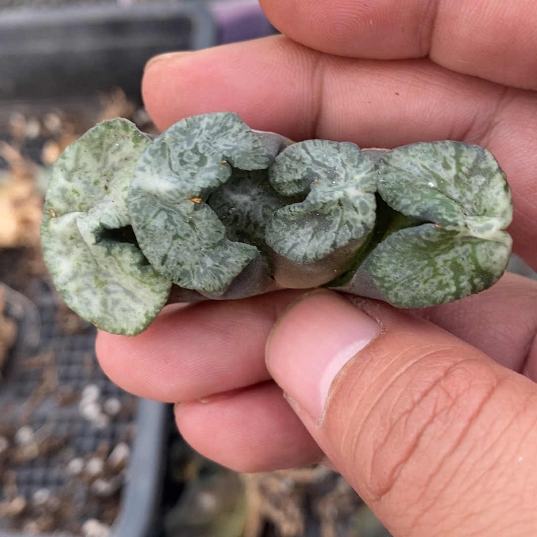 一颗实生牛叉玉扇。 