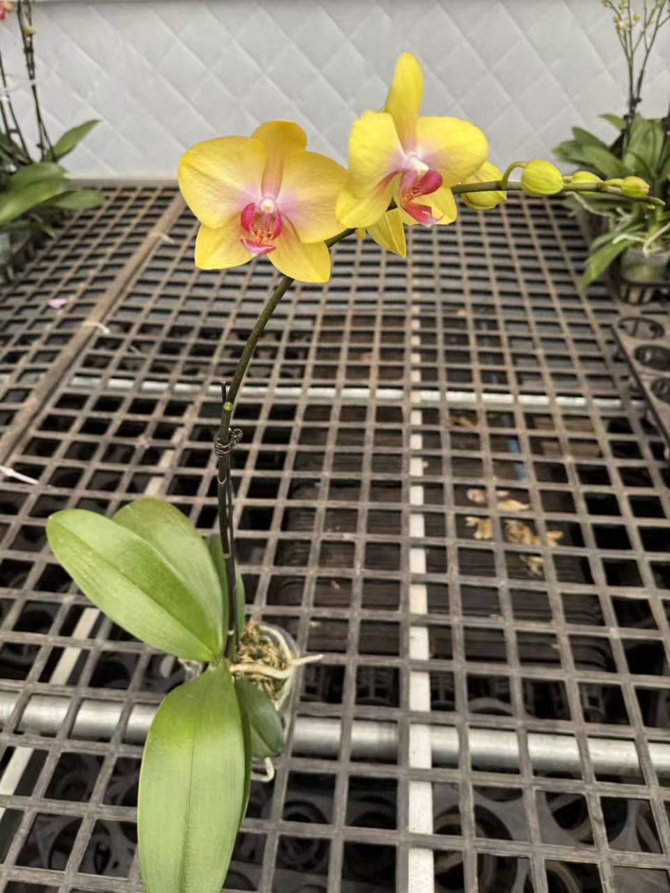 蝴蝶兰【星光】室内花花昆明直发