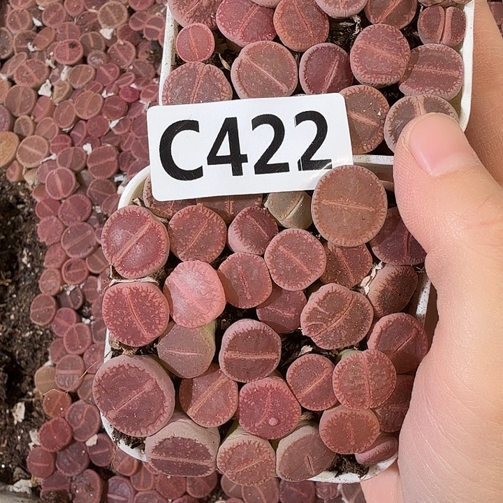 Kokokokokokokokokokoko