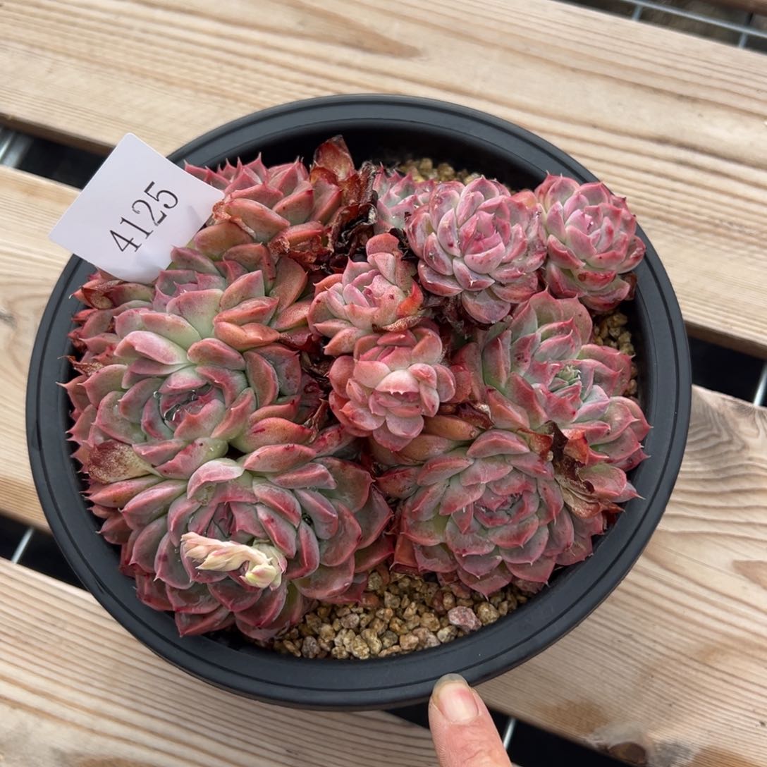 雾*命4125肉多么多么多么多么