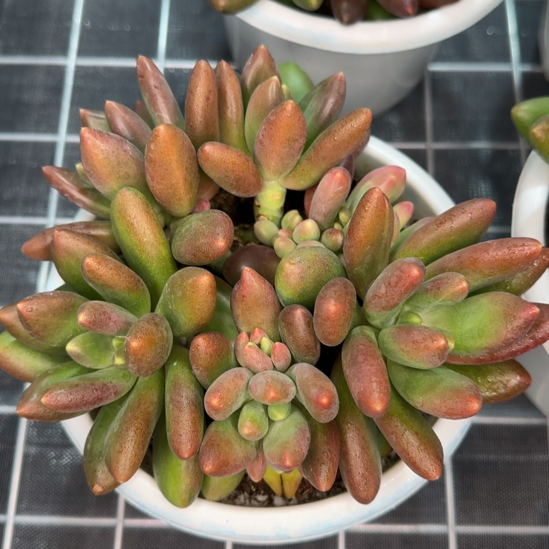从前慢花园精选多肉芒果奶