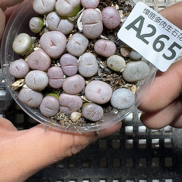 265 多肉植物多肉植物