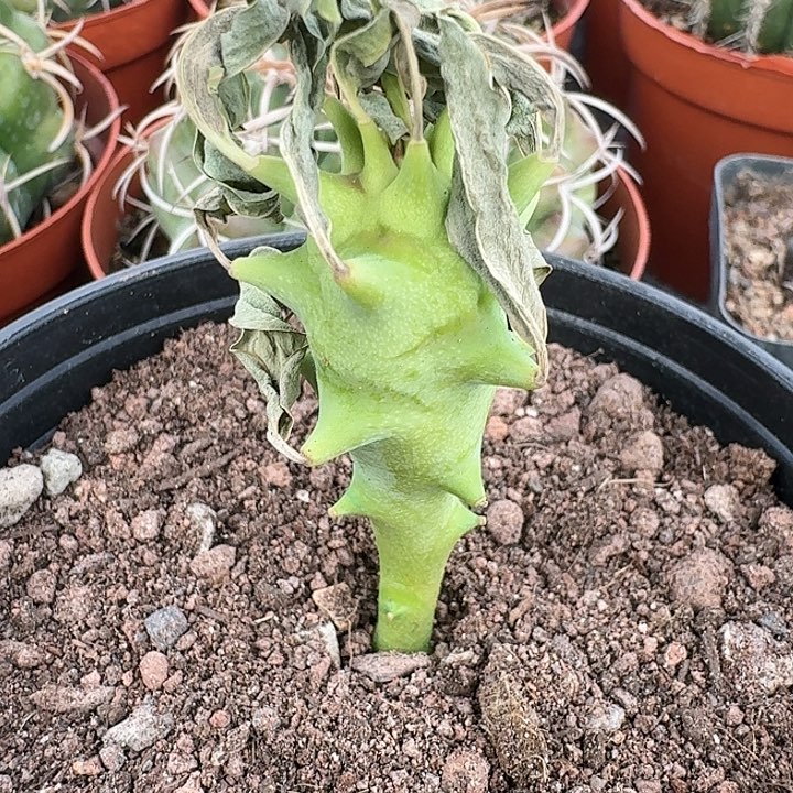 澡粒大戟实生块根