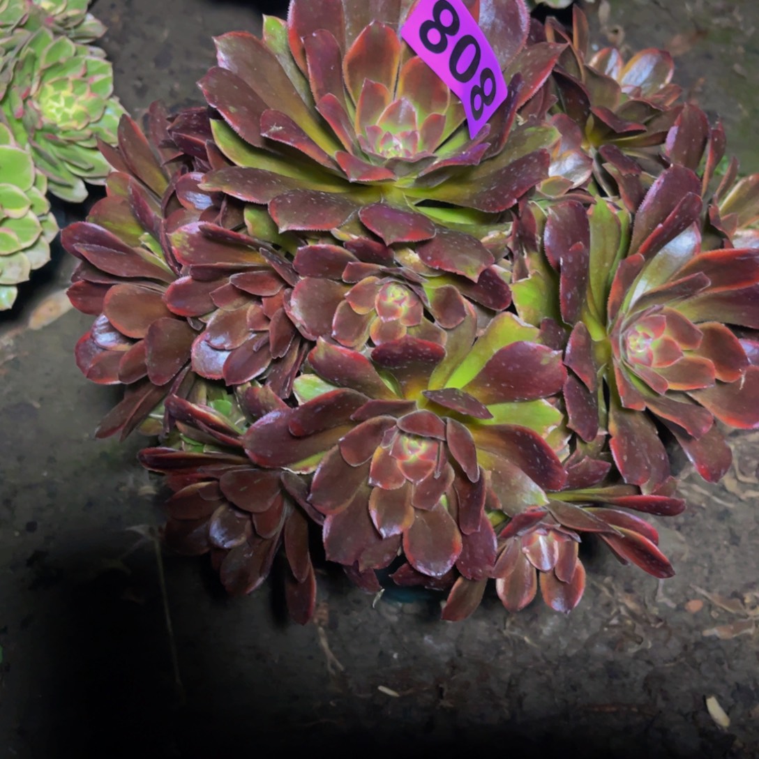 恶魔之吻26////36包邮