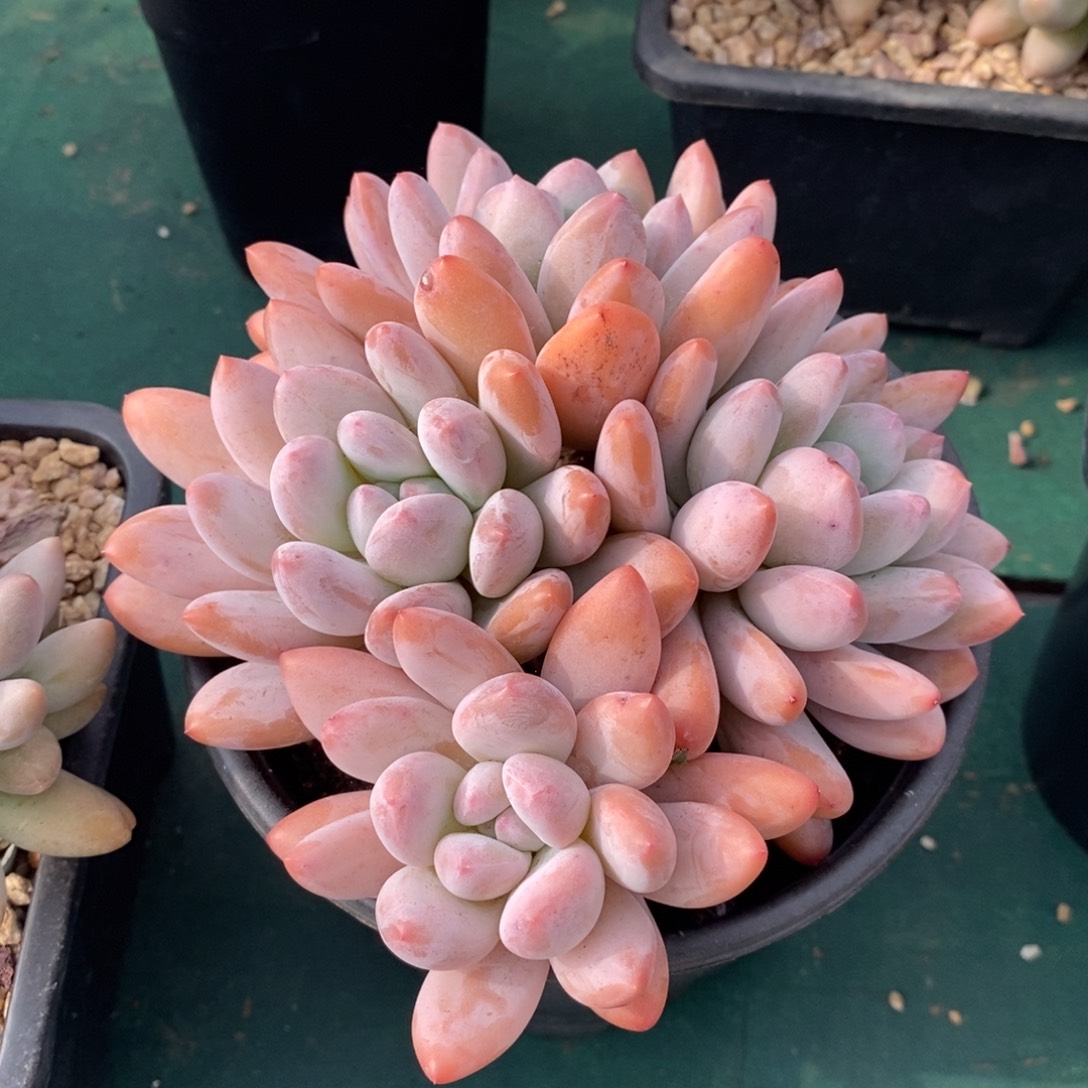 香水自然群，1234567891