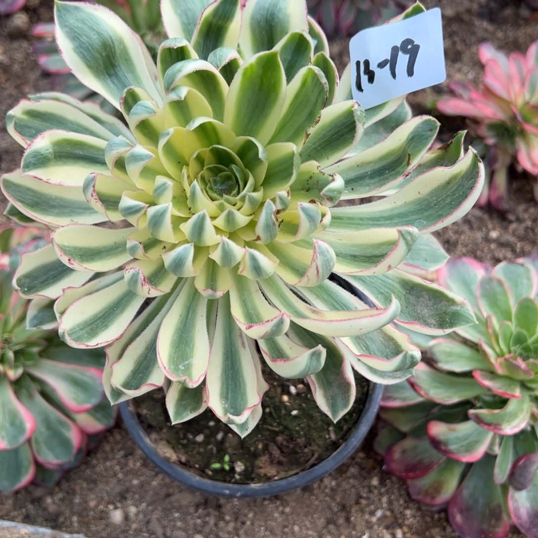 18青连多肉多肉多肉