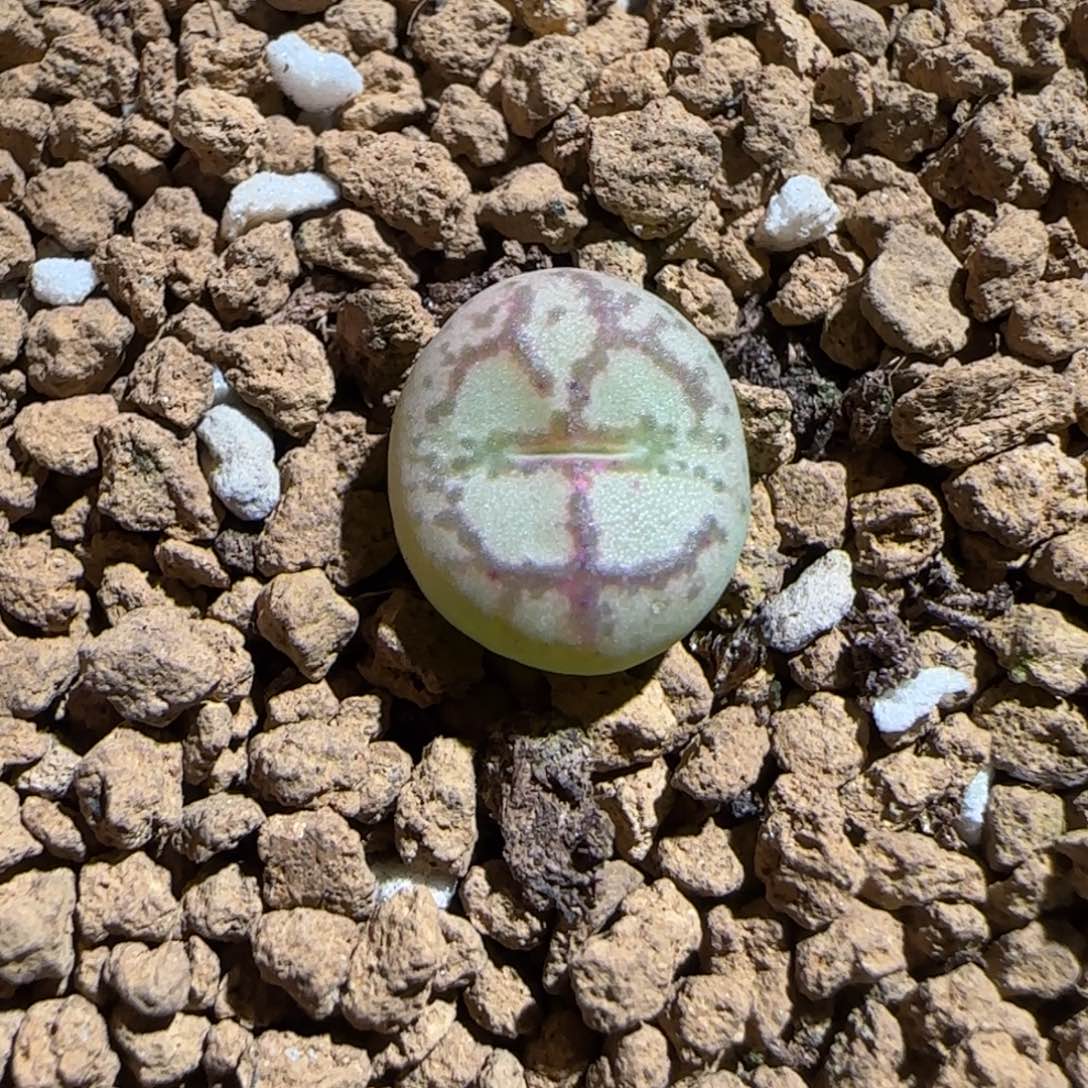 靓***丫肉锥多肉植物组合-1491