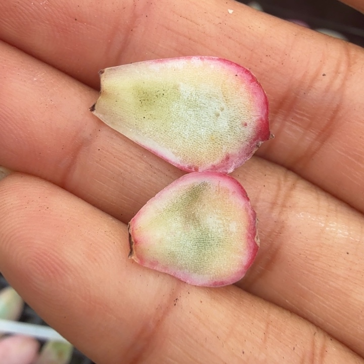 侧影锦一组叶片 多肉锦