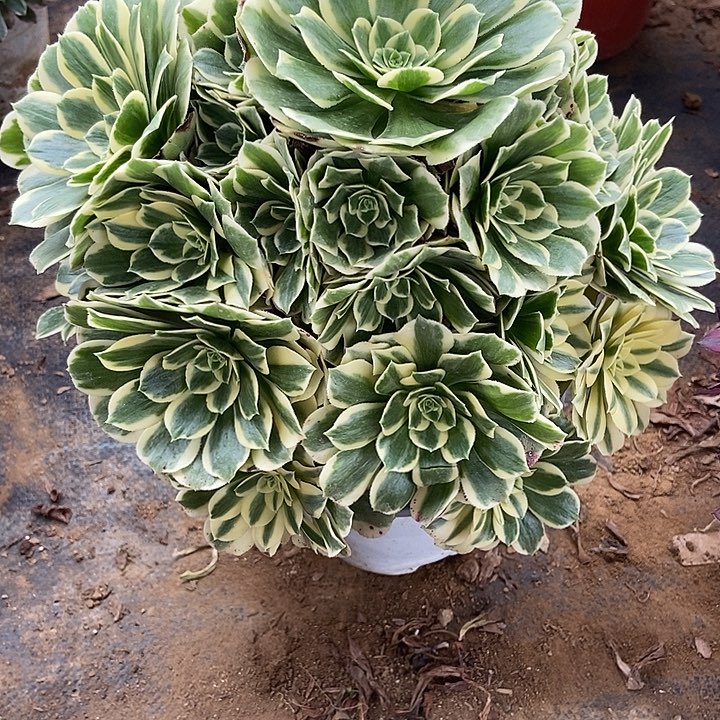 迈巴赫多肉 821多肉不包断