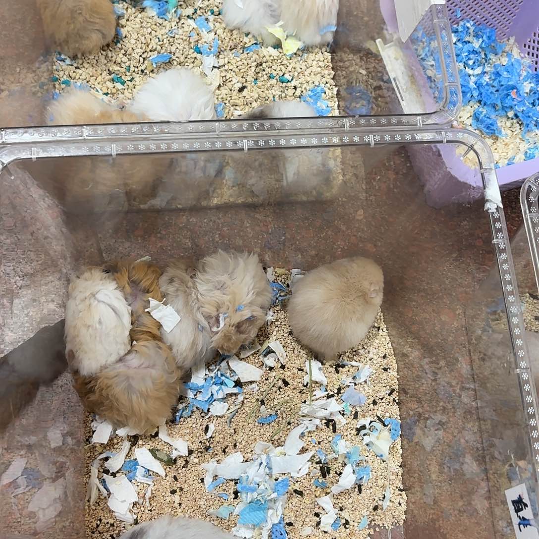 直播间挑选金丝熊2只