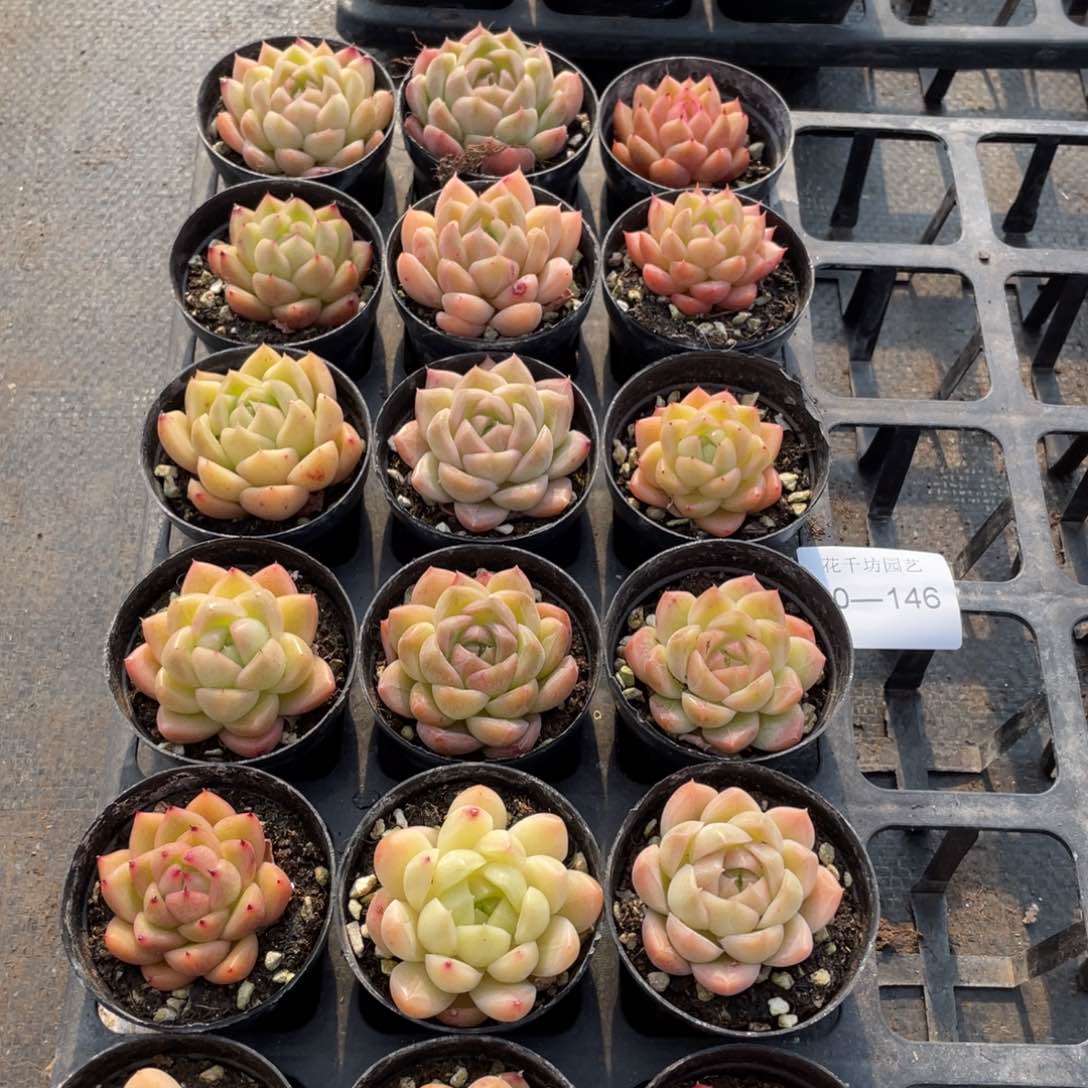 一物一拍18颗30-146