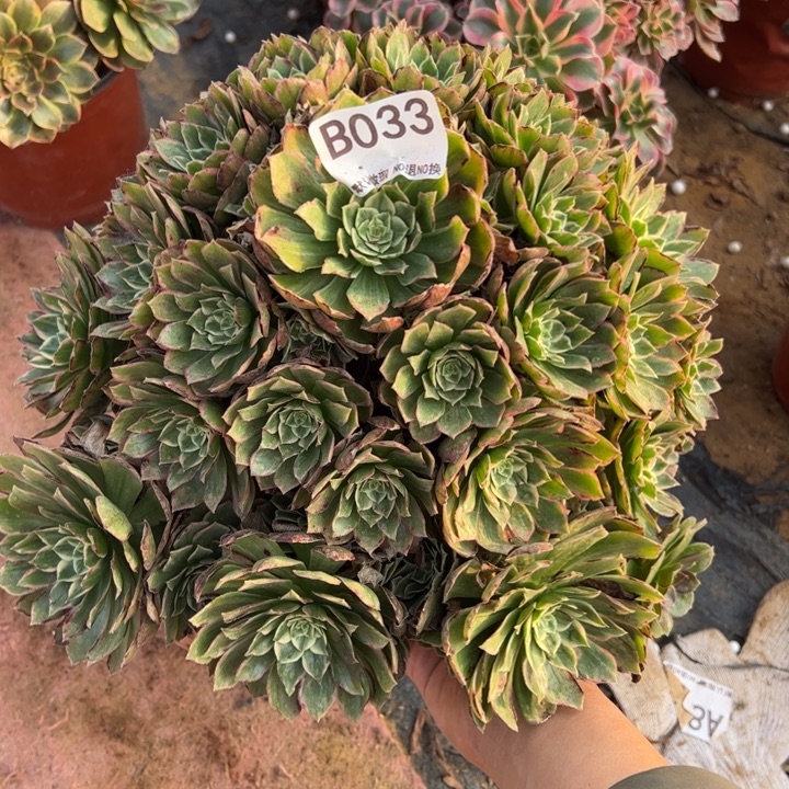 水蜜桃多肉植物033.