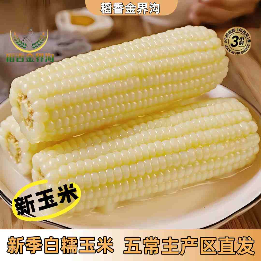 东北336白糯玉米280g-350g/根软糯香甜鲜饱腹代餐粗粮原产