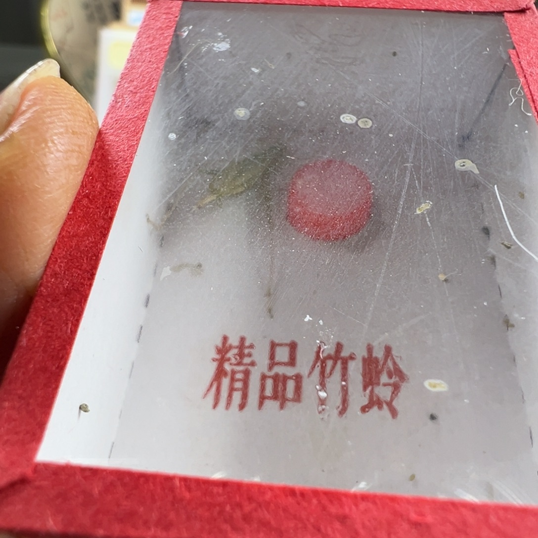 B***生蟋蟀一只青竹蛉漂亮