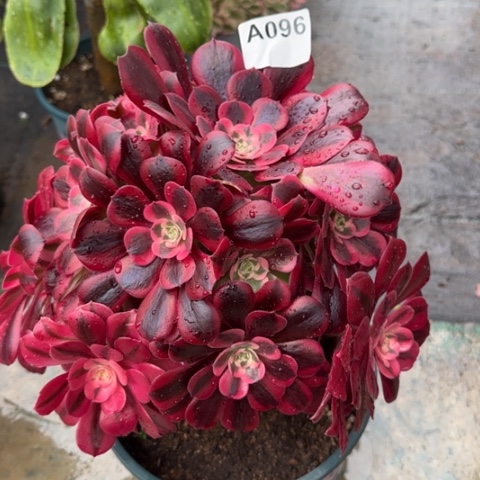 096美杜莎有断枝25厘米左右