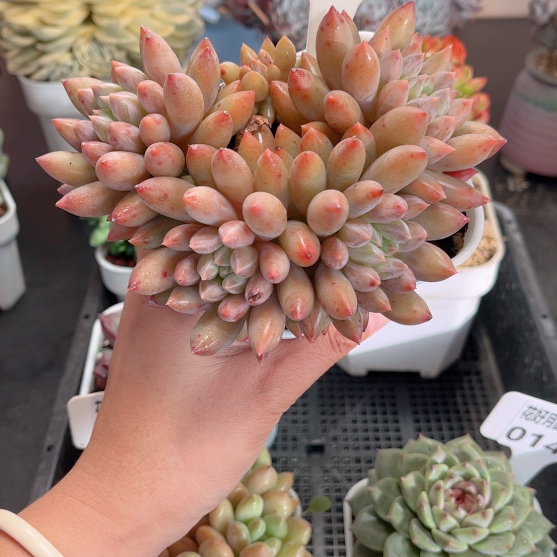多肉植物0142 一定要拍个冷链哦