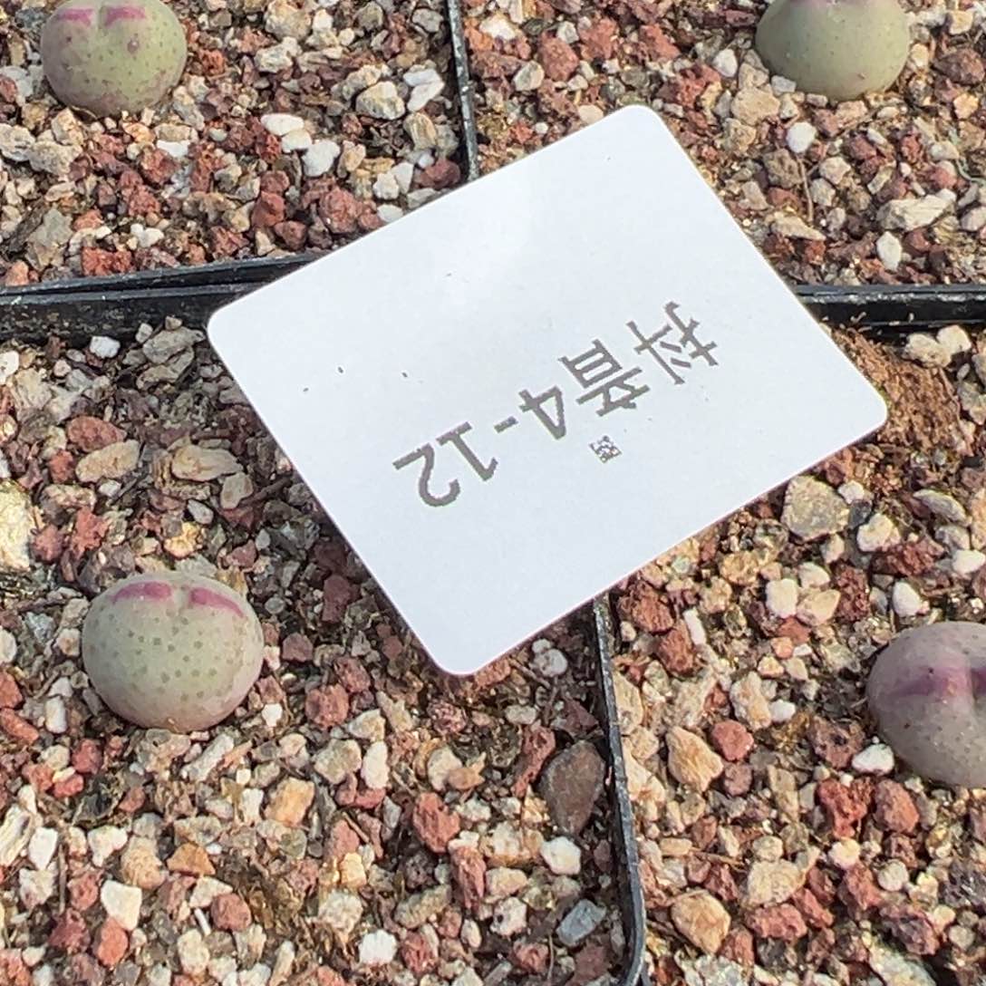 4-12量拍白花皮卡丘一颗。多肉