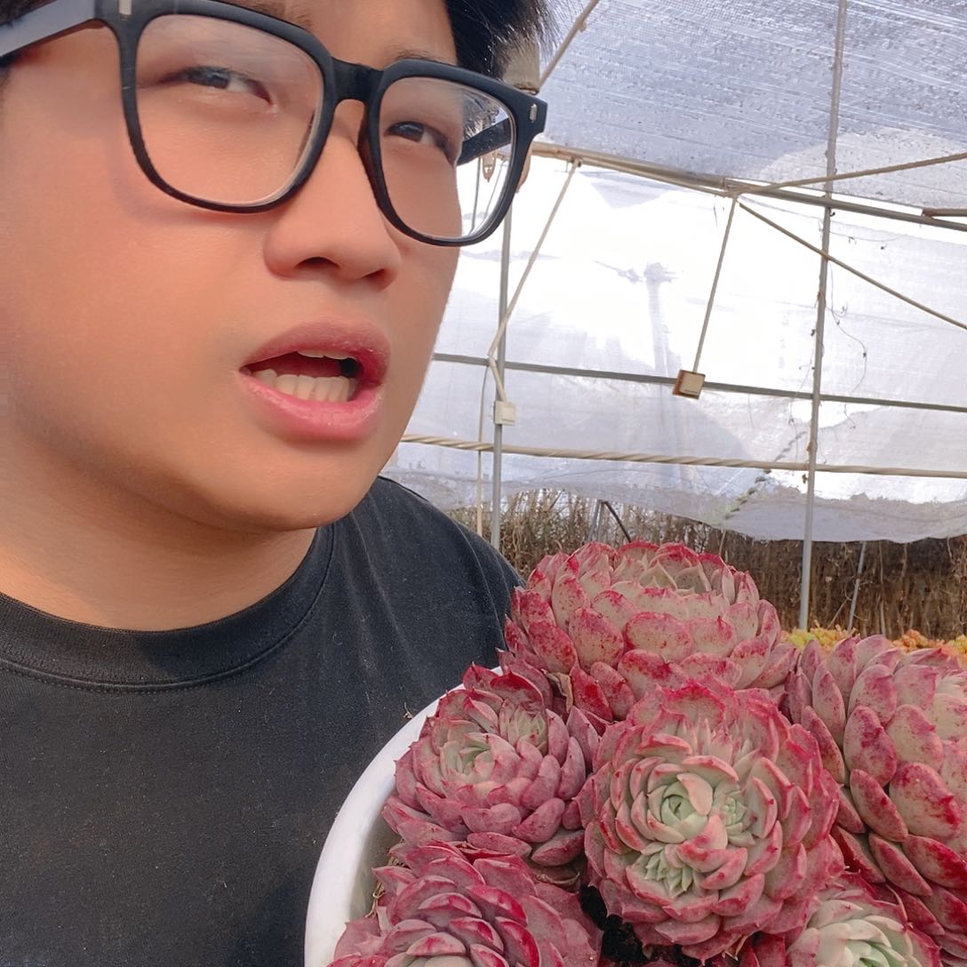 朱砂痣老桩特价整桩