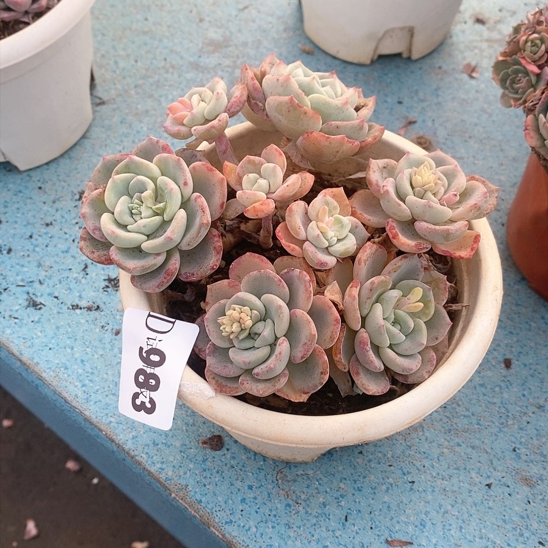 小**资983千山雪多肉植物