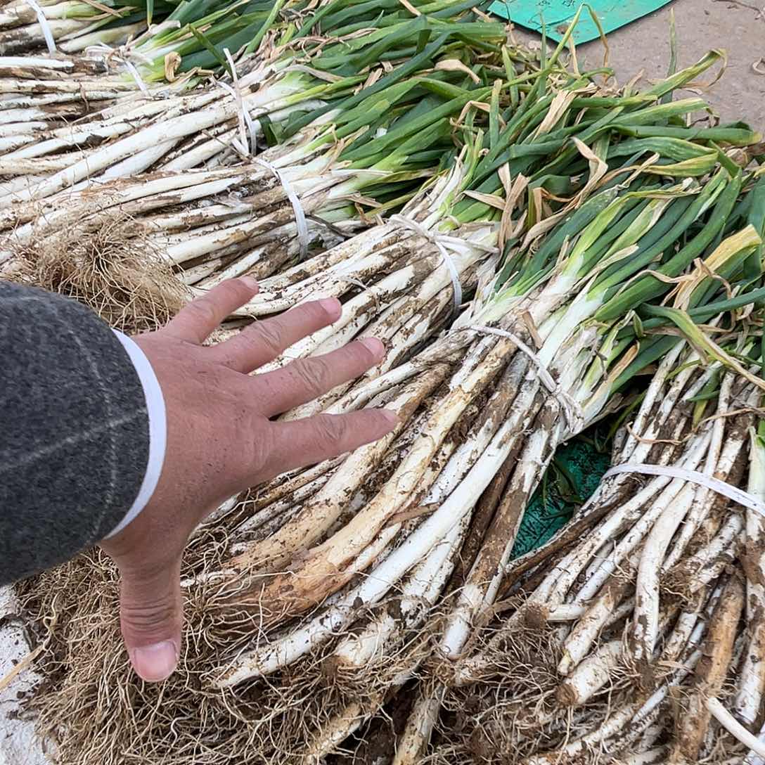 中国大陆本地五斤大葱赶集买的