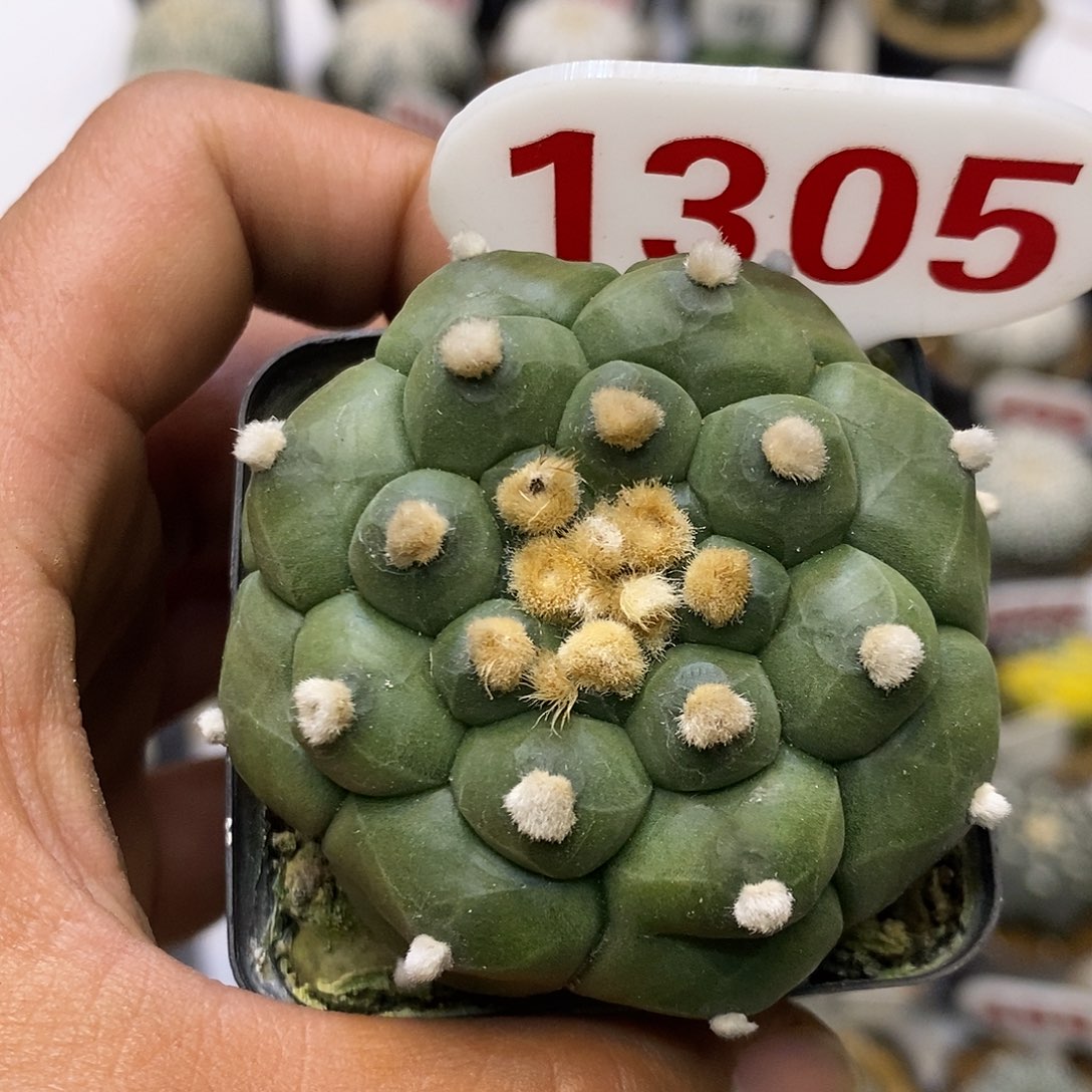 1305福利特价来了哦耶