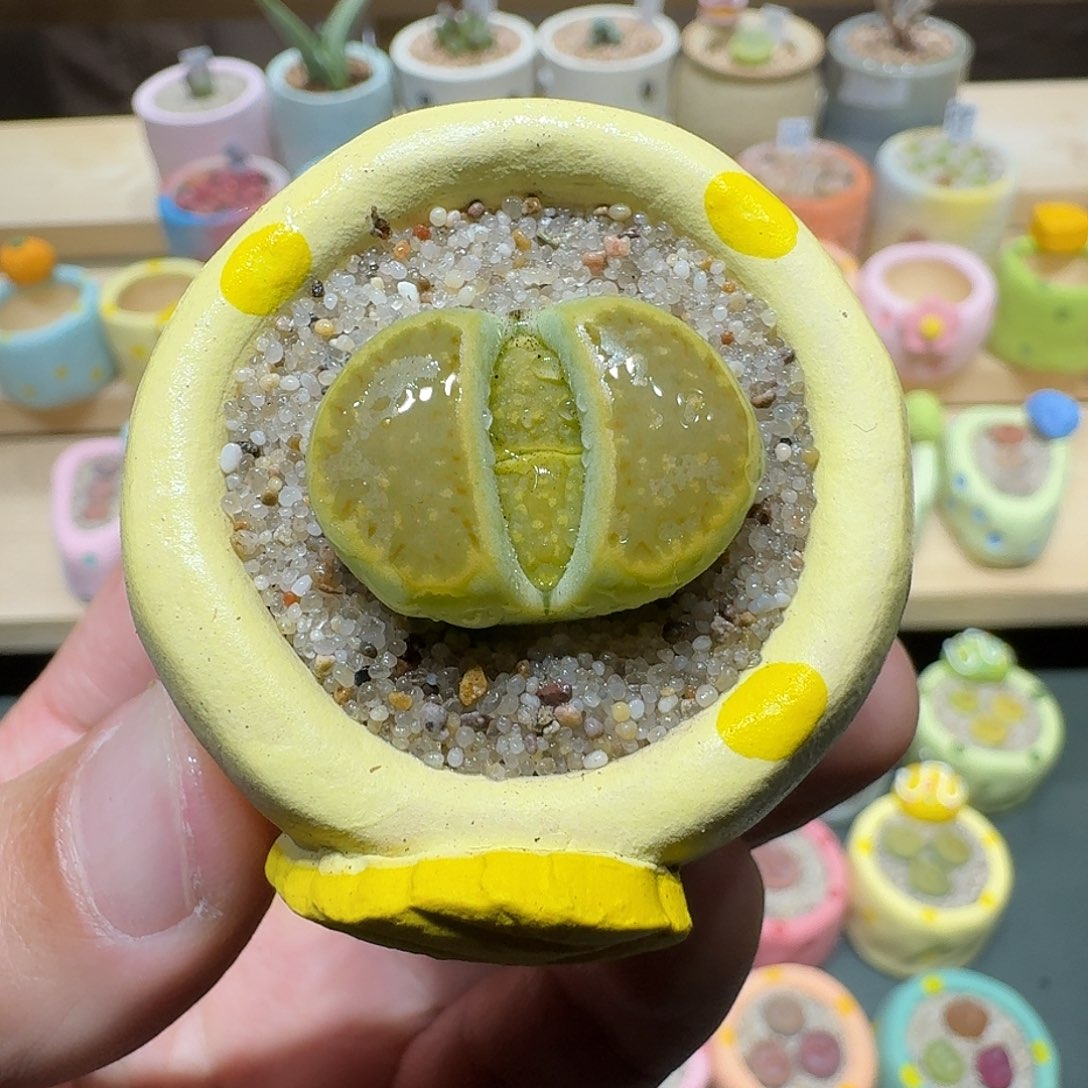 红陶蘑菇293黄巴厘